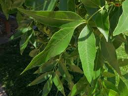 ARIZONA ASH TREE 5gal
