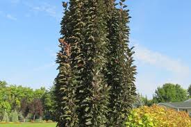 GREEN SPIRE CRABAPPLE TREE 10gal