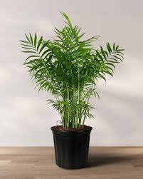 Parlor Palm