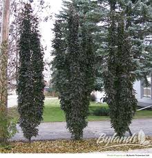 GREEN SPIRE CRABAPPLE TREE 10gal