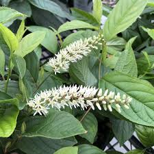 SCENTLANDIA SWEETSPIRE 2gal