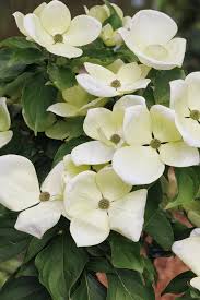 VENUS DOGWOOD 5gal