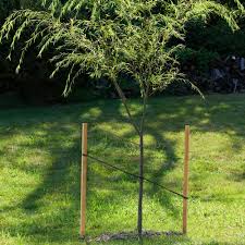 HARDWOOD STAKE 6ft BUNDLE