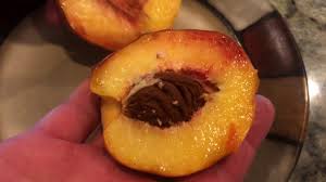 BONANZA PEACH TREE DWARF 15gal