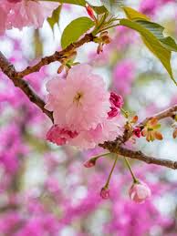 KWANZAN FLOWERING CHERRY TREE 10gal