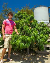BONANZA PEACH TREE DWARF 7gal