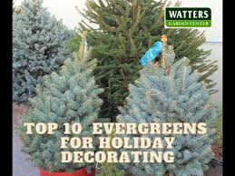 BLUE DIAMOND SPRUCE TREE 15gal