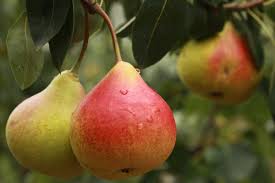 COMICE PEAR TREE 7gal