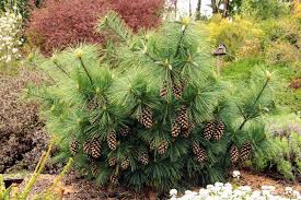 WIETHORST PINE TREE 3gal