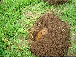 MOLEMAX GOPHER REPELLENT 10lb