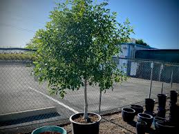 ARIZONA ASH TREE 15gal