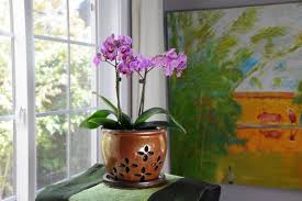 ORCHID BARK POTTING SOIL 4qt