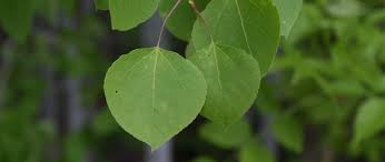 QUAKING ASPEN TREE CLUMP 25gal