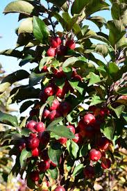 GREEN SPIRE CRABAPPLE TREE 10gal