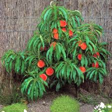 BONANZA PEACH TREE DWARF 7gal