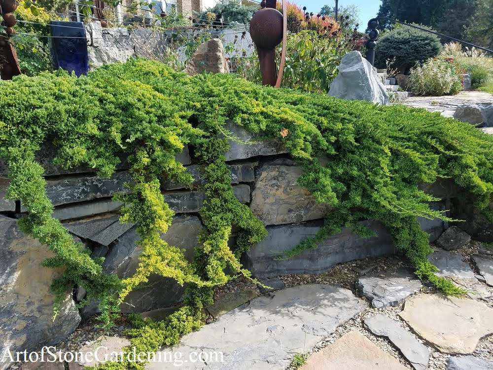 BUFFALO JUNIPER 1gal
