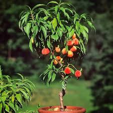 BONANZA PEACH TREE DWARF 10gal