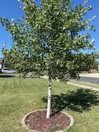 QUAKING ASPEN TREE SINGLE 7gal