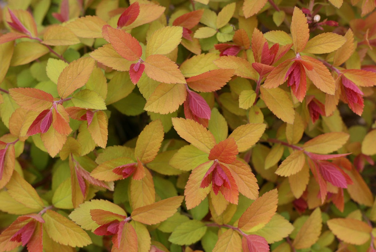 Double Play Big Bang® Spirea (Spiraea japonica 'Tracy') - 3 gallon 15"