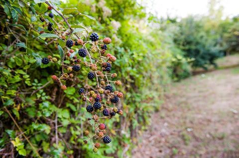 MARIONBERRY BLACKBERRY 1gal