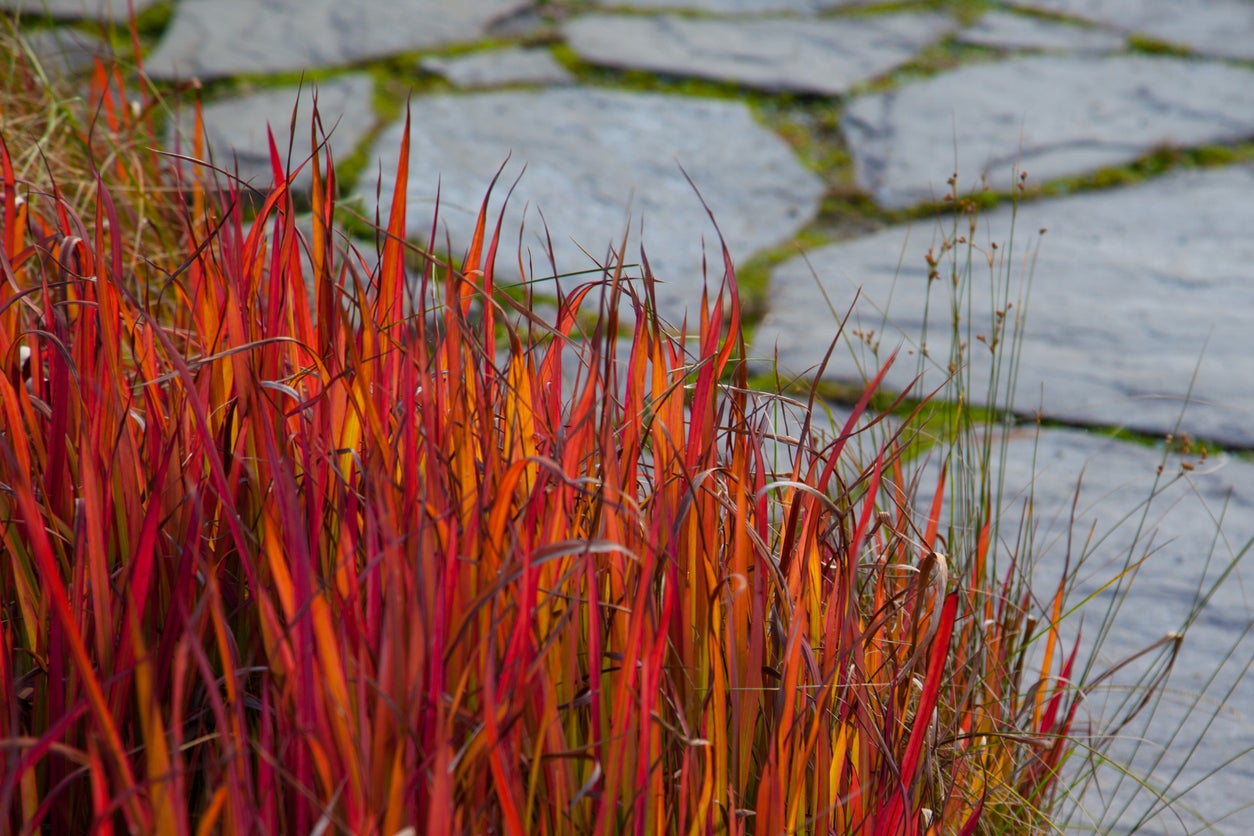 Japanese Blood Grass (GRASS - IMP. RED BARON) - 1 gallon