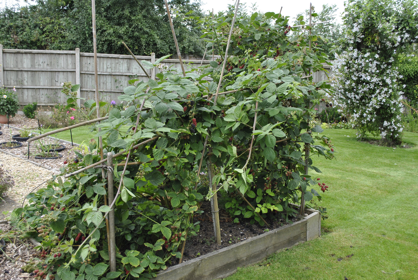 THORNLESS BOYSENBERRY 1gal