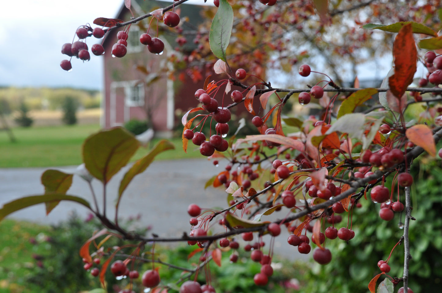 PRAIRIFIRE CRABAPPLE TREE 5gal