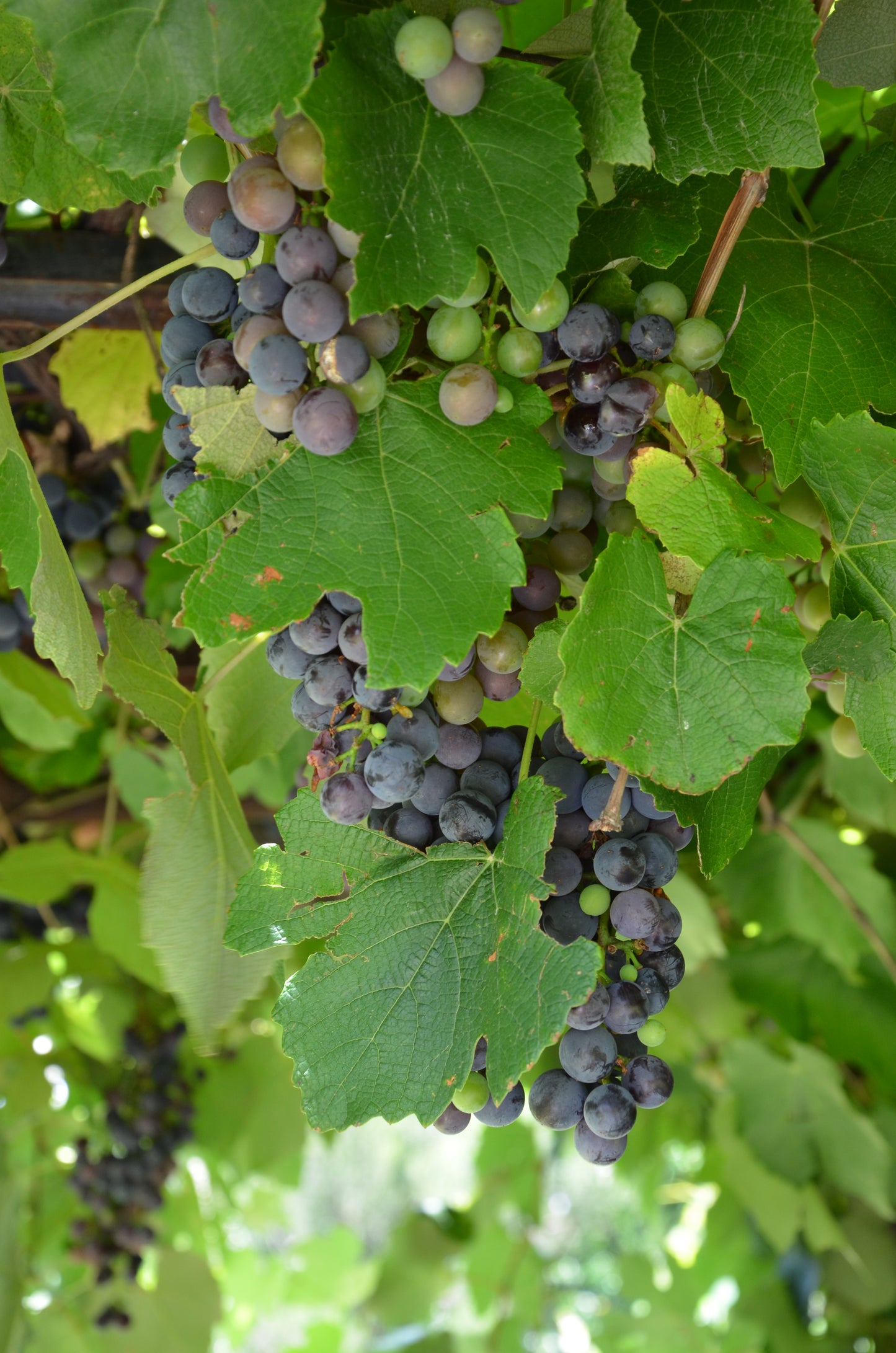 CATAWBA GRAPE 2gal