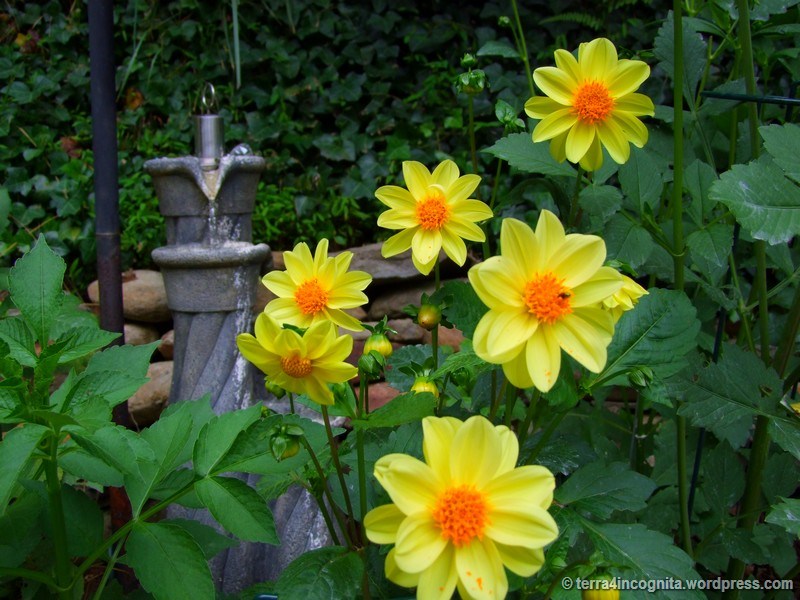 ASSORTED DAHLIAS 1gal