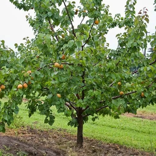MORMON CHINESE APRICOT TREE 7gal