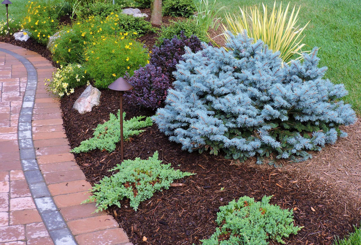 GLOBE BLUE SPRUCE 2gal