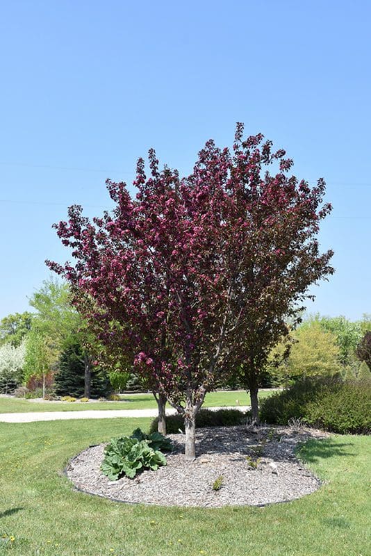 PRAIRIFIRE CRABAPPLE TREE 7gal