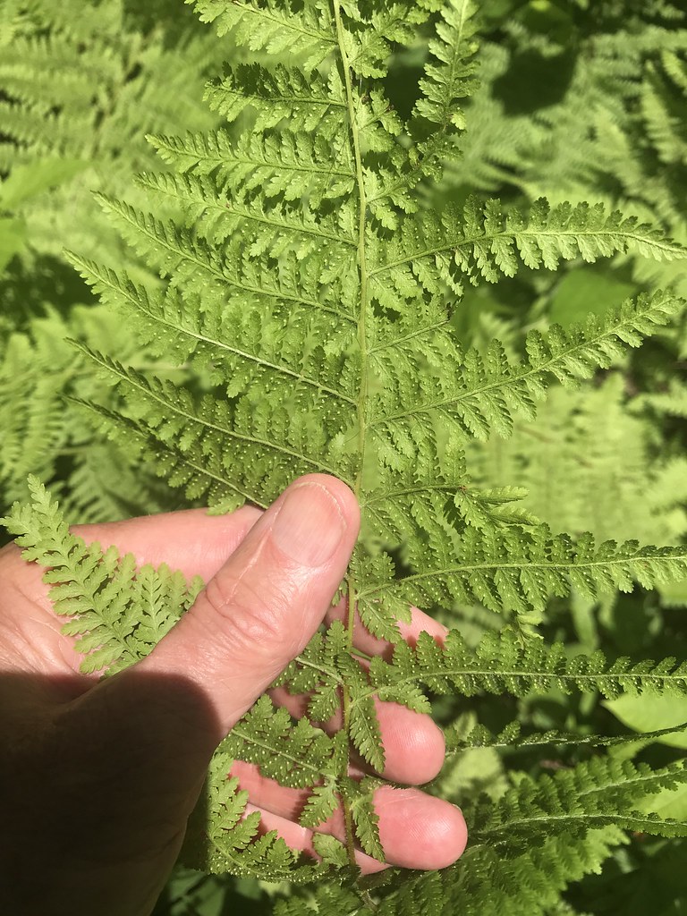 Hayscented Fern (Dennstaedtia 'Hayscented') - 1 gallon