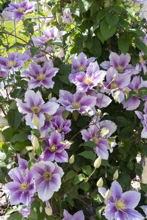 PIILU CLEMATIS 2gal