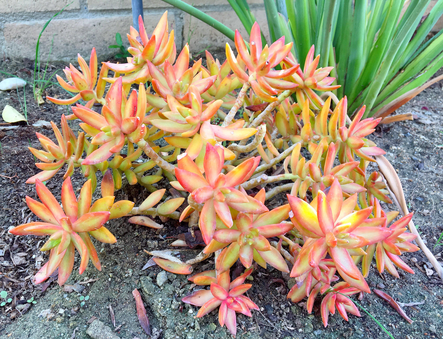 Firestorm Sedum