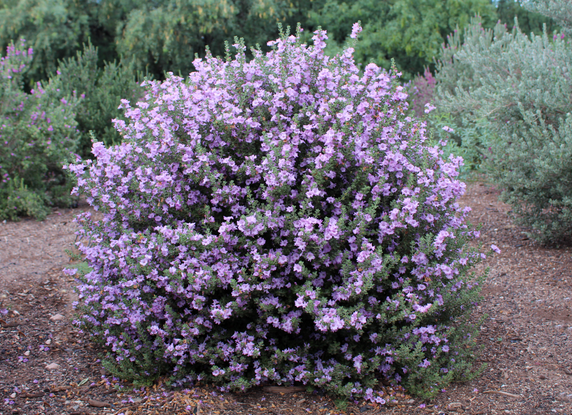 LITTLE LYNN TEXAS SAGE 2gal