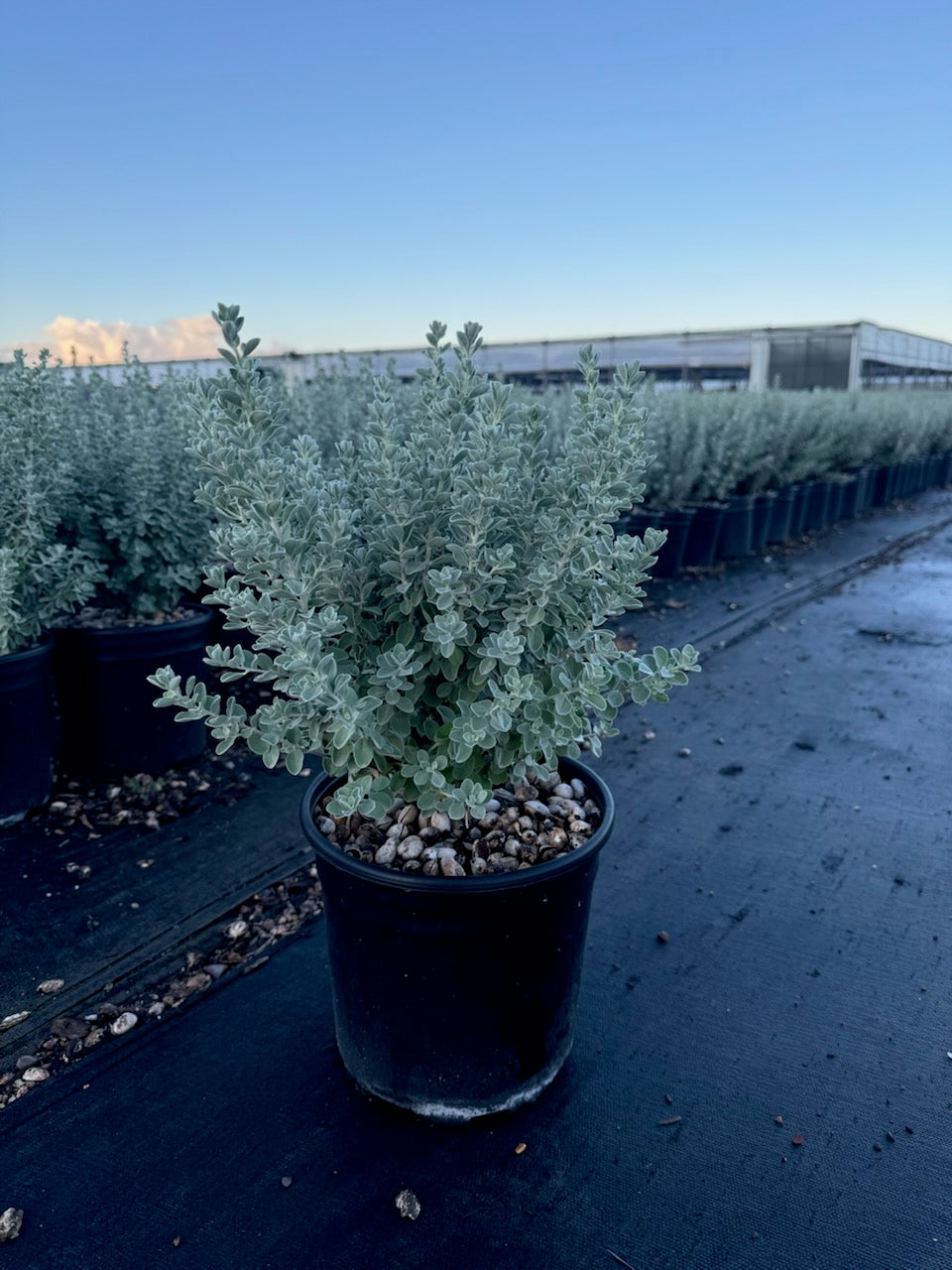 LITTLE LYNN TEXAS SAGE 2gal