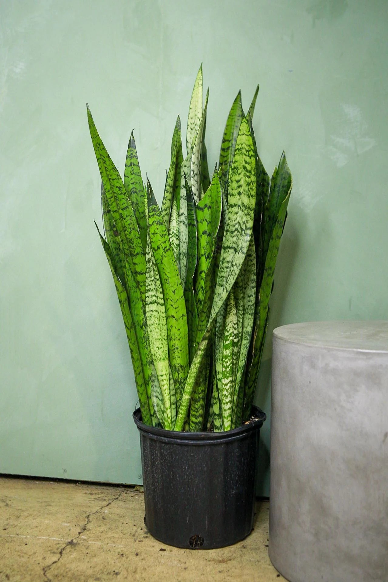 SNAKE PLANT SANSEVIERIA 8in
