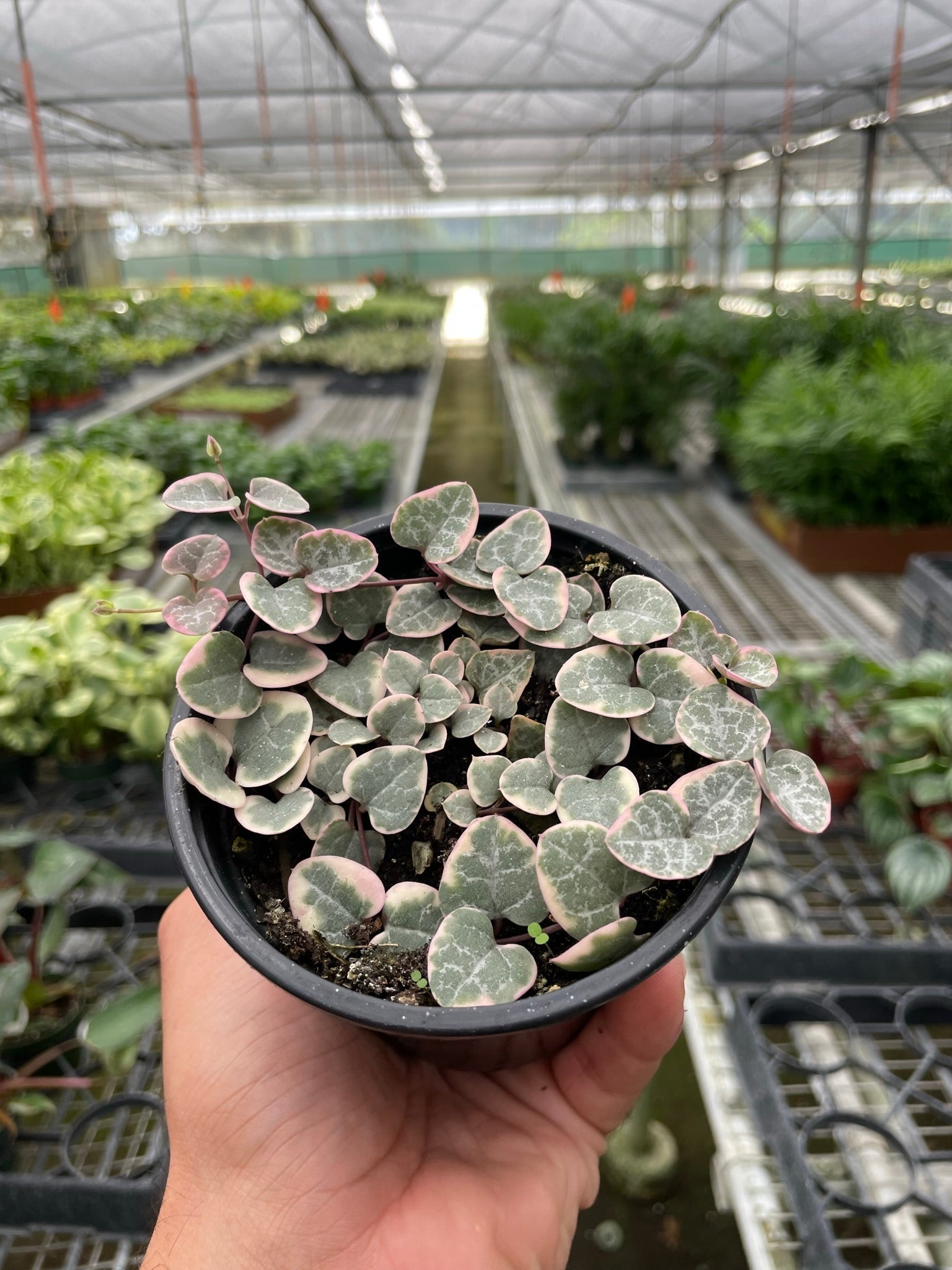 String of Hearts Variegated – Watters Garden Center