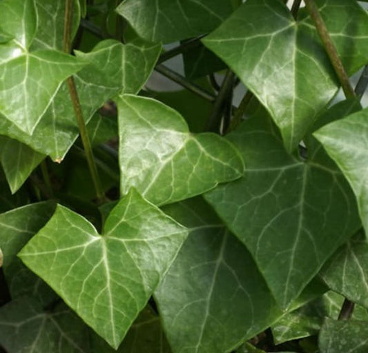 WAX IVY 6in HANGING
