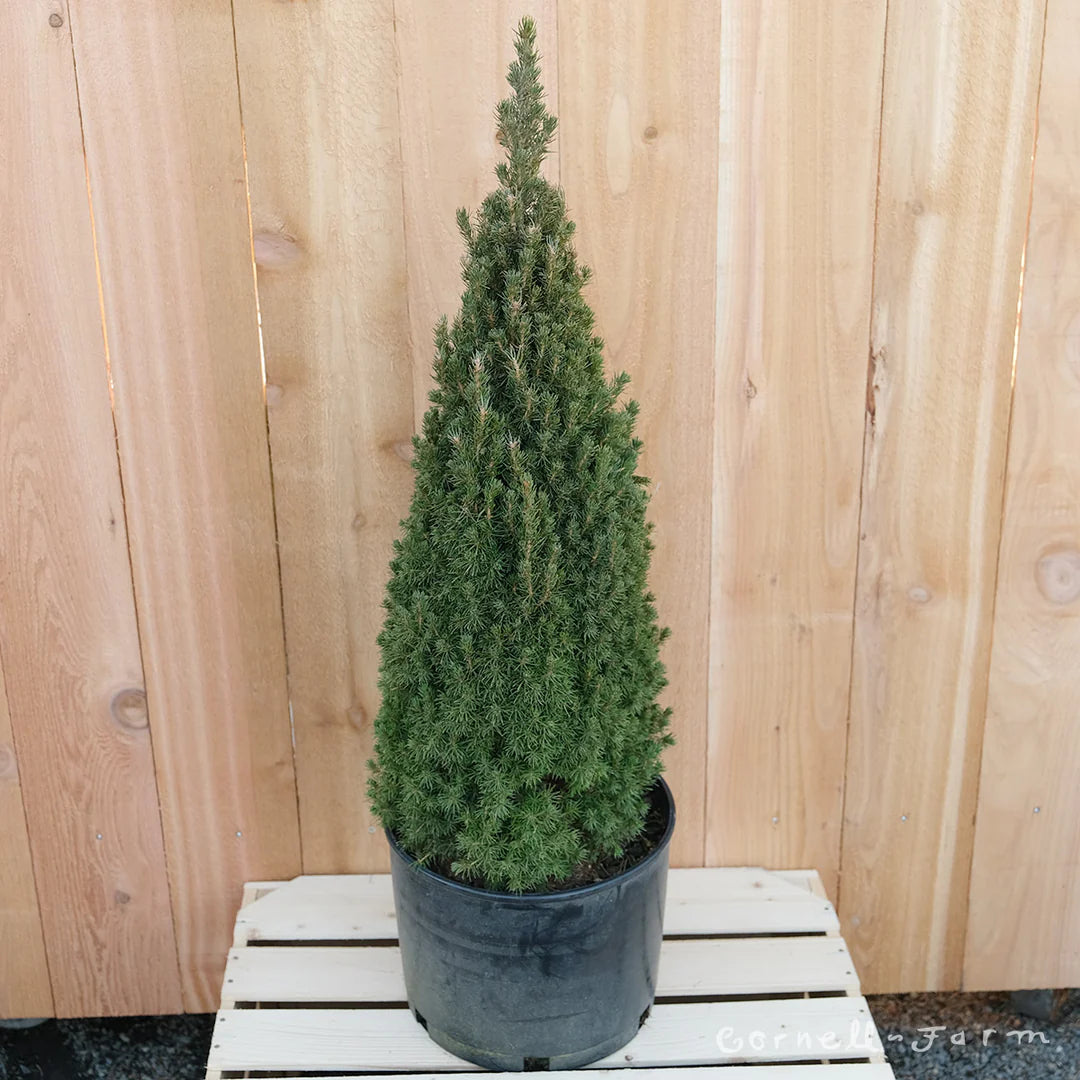 DILLY WHITE ALBERTA SPRUCE