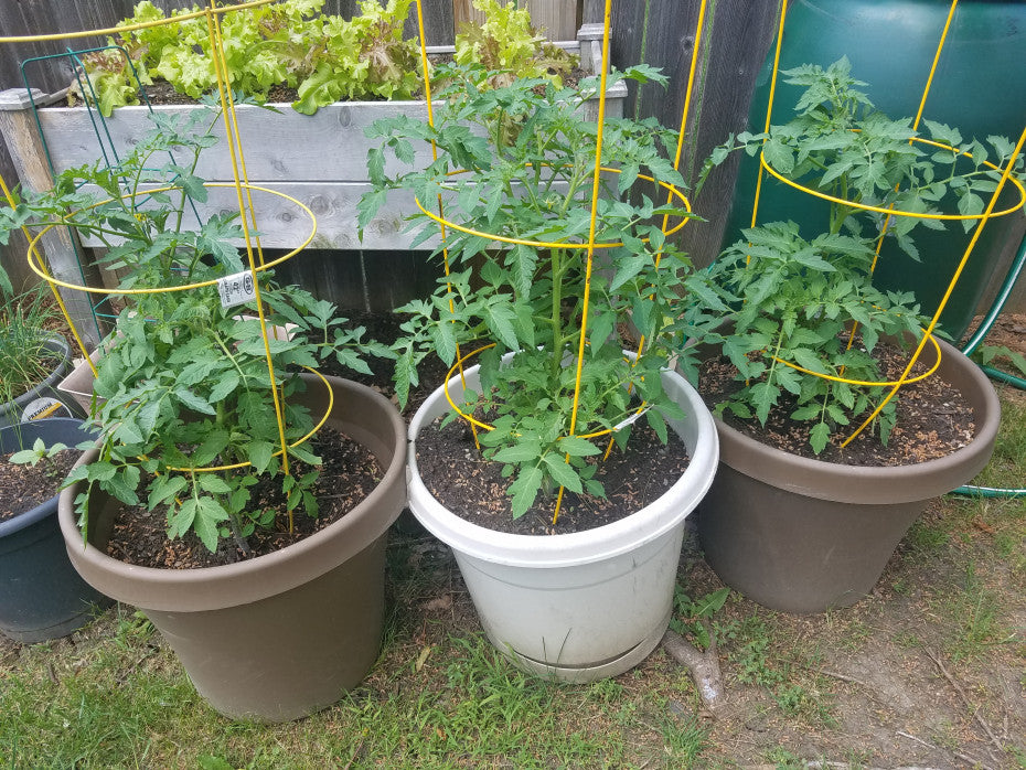 TOMATO CAGE 33in