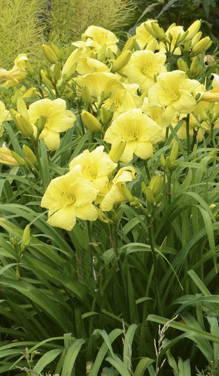 Rainbow Rhythm® 'Going Bananas' Daylily (HEMER GOING BANANAS) - 1 gallon