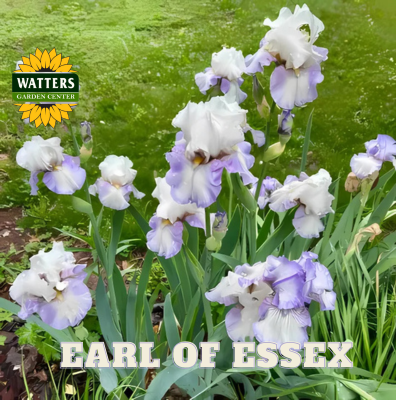 Earl of Essex Bearded Iris - Reblooming