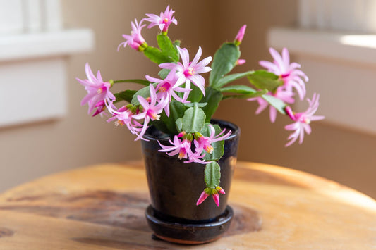 SPRING CACTUS 4in