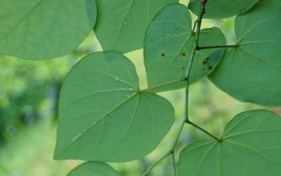 EASTERN REDBUD TREE 10gal