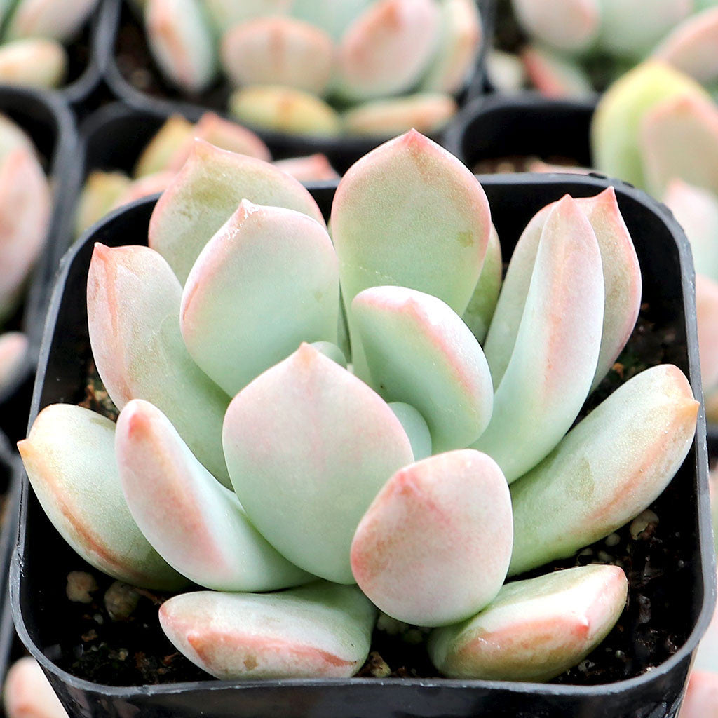 Grim One Graptoveria