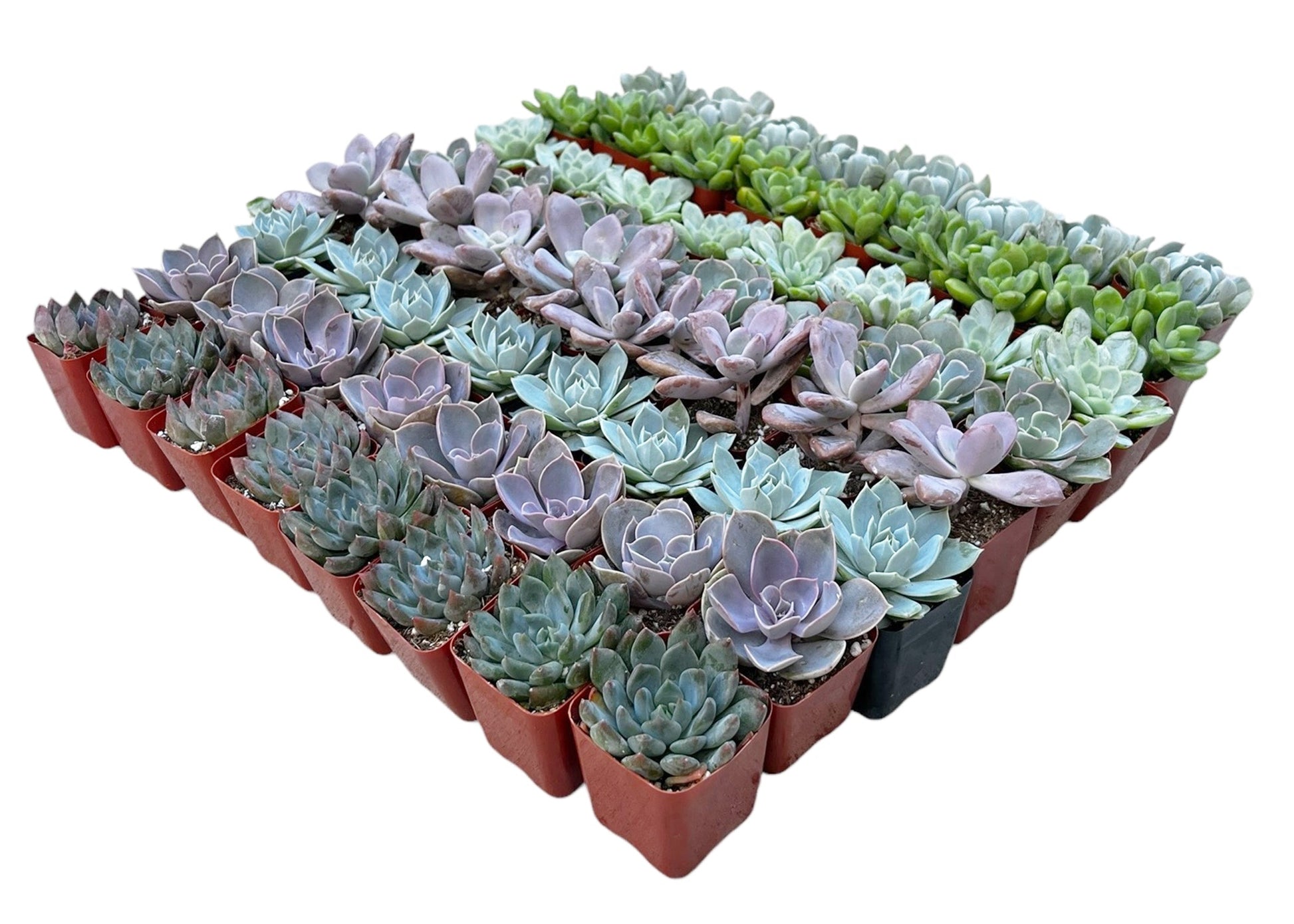 rosette succulents Bulk Echeveria Rosette Succulents – Watters Garden Center