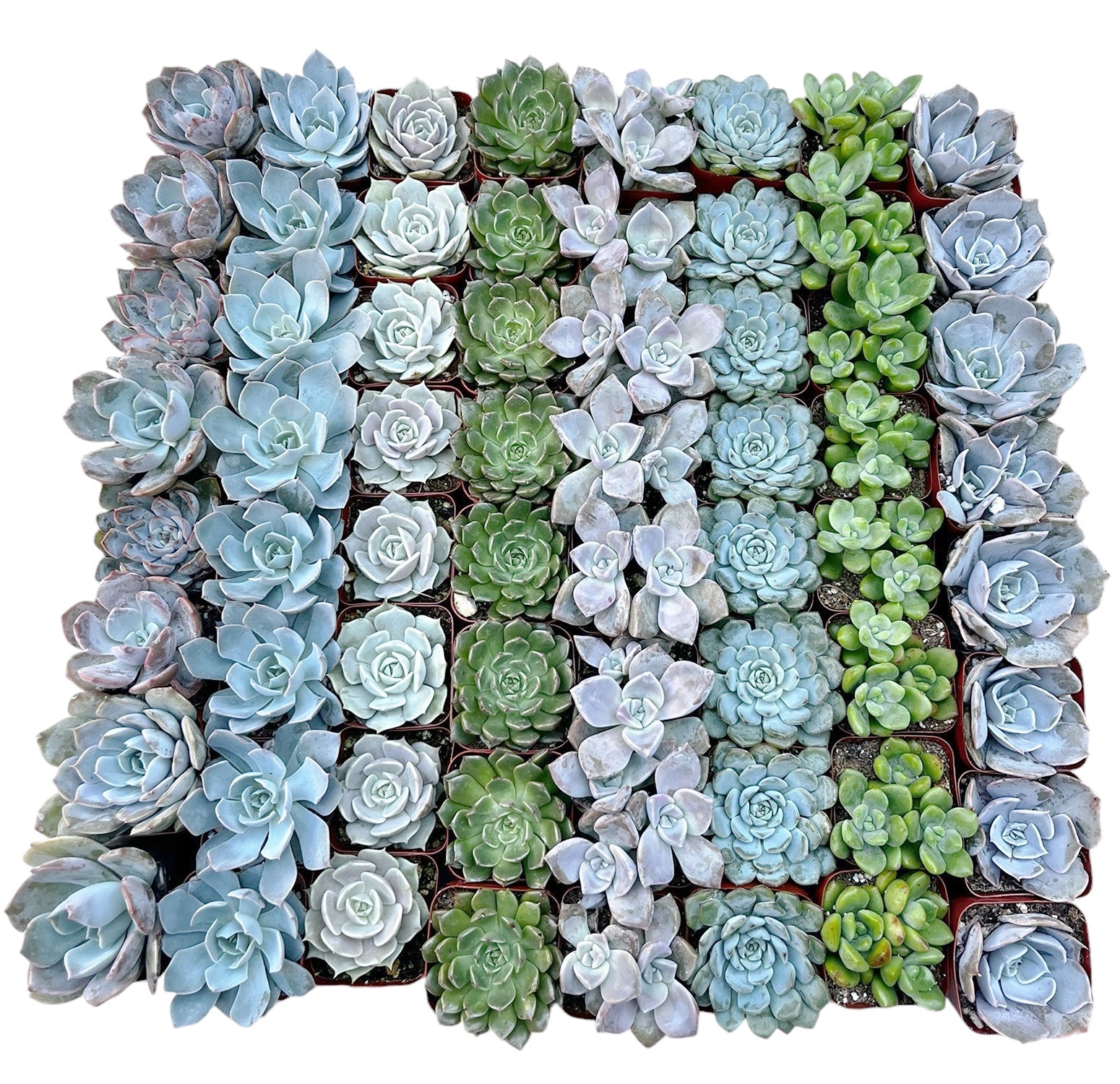 echeveria rosette succulent Bulk Echeveria Rosette Succulents – Watters Garden Center