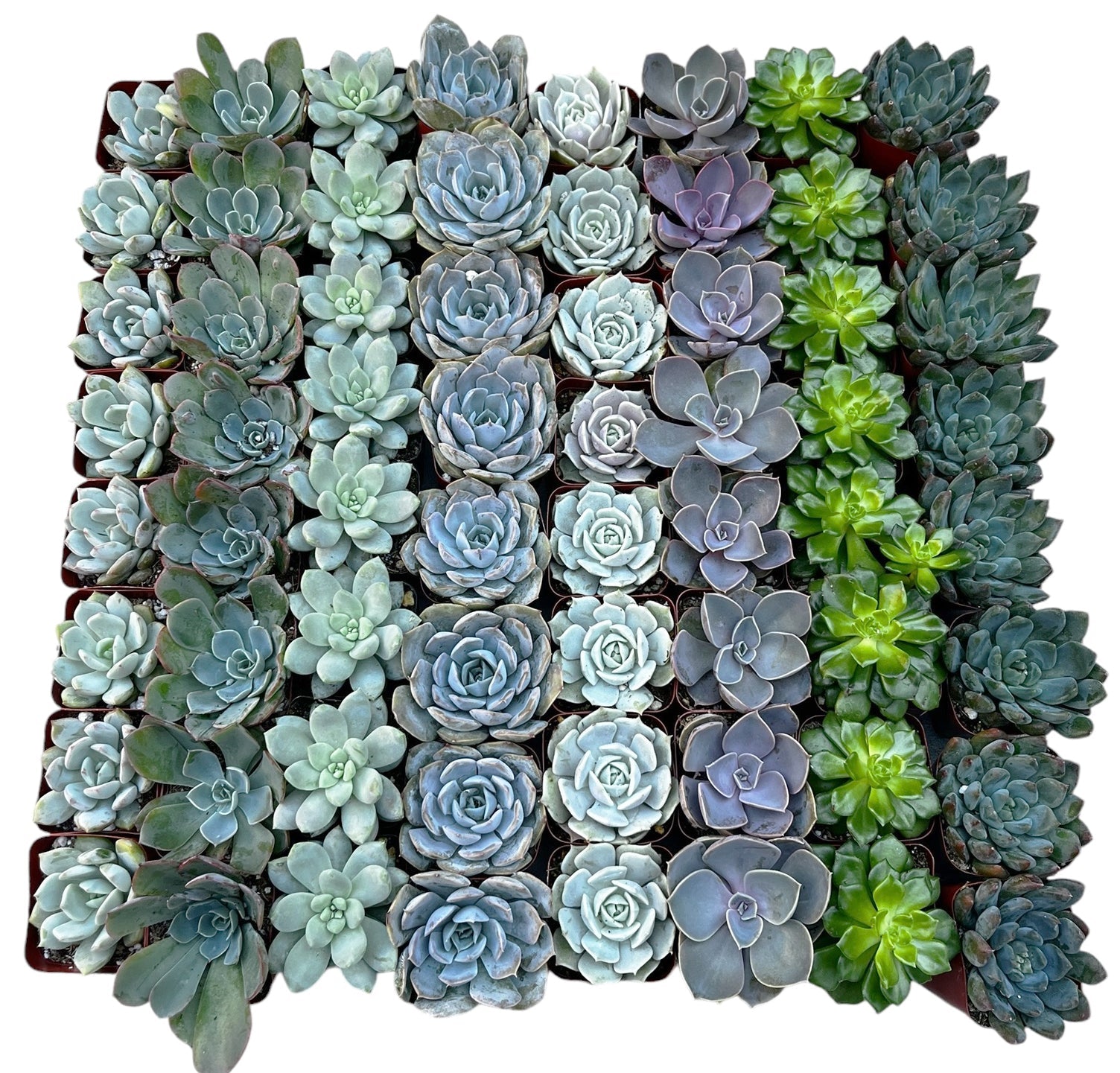 large rosette succulents Bulk Echeveria Rosette Succulents – Watters Garden Center